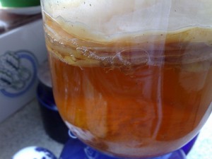 Kombucha