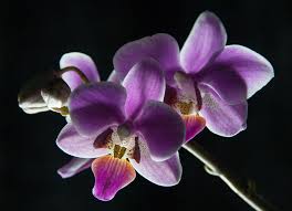Kedvelt az orchidea ajándékozása
